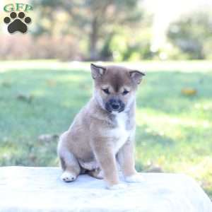 Drew, Shiba Inu Puppy